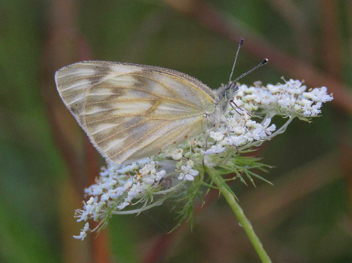 Checkered White female